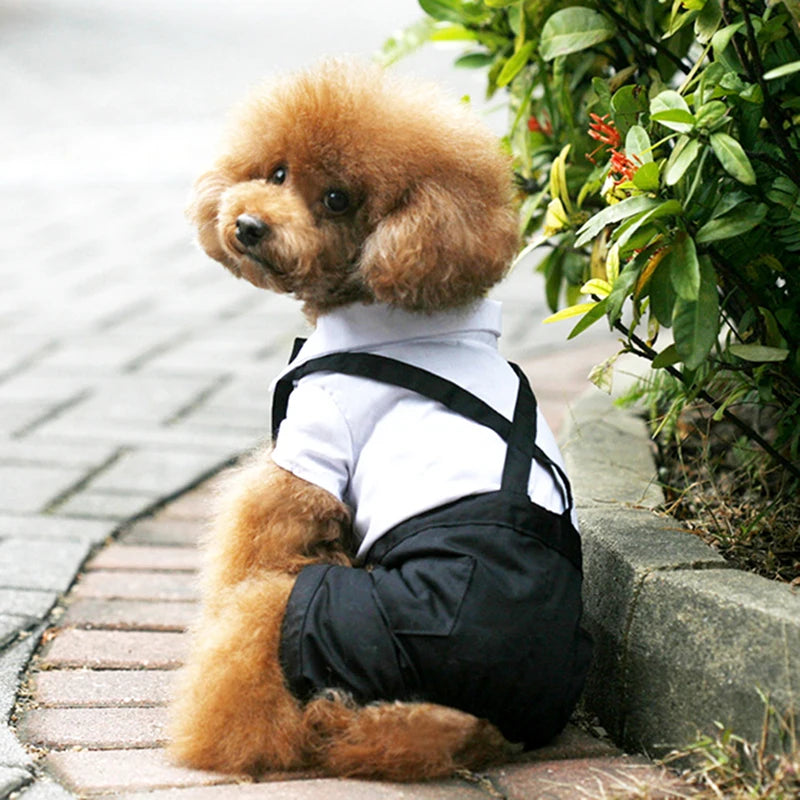 🖤 Dog Tuxedo Suit