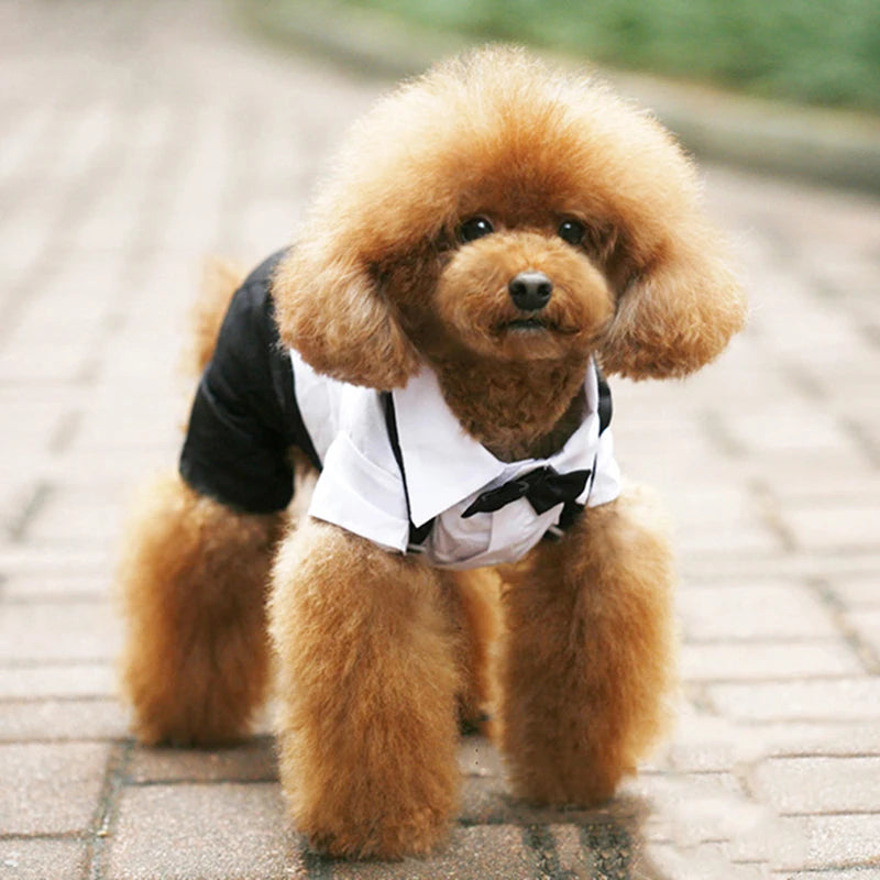 🖤 Dog Tuxedo Suit